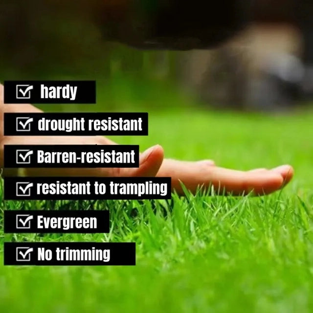 Fast-Growing Grass Seeds — Buy 1 Get 1 Free